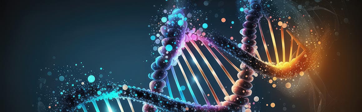 Influence de la musculation sur la longueur des télomères