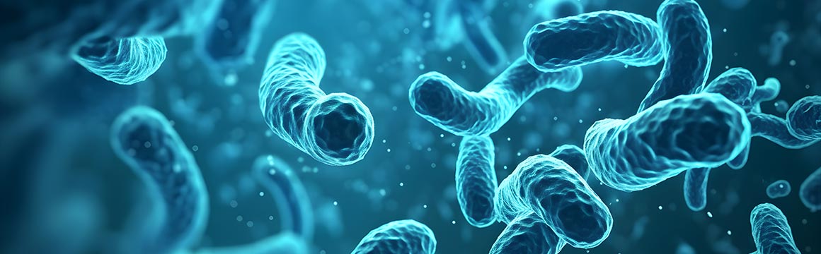 La musculation peut-elle remodeler le microbiote intestinal ?